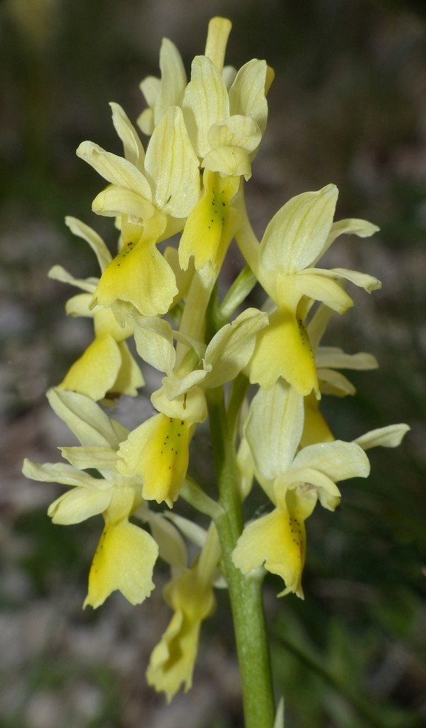 O.pauciflora, O.provincialis, O.quadripunctata, O.xcolemanii, 4 belle Orchis.